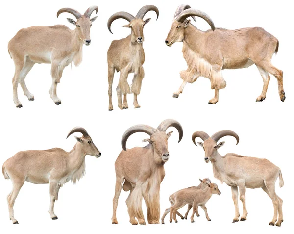 Αρσενικά Και Θηλυκά Πρόβατα Βαρβαρίας Απομονώνονται Λευκό Φόντο — Φωτογραφία Αρχείου
