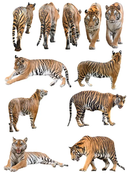 Manliga Och Fefmale Bengalisk Tiger Isolerad Vit Bakgrund — Stockfoto