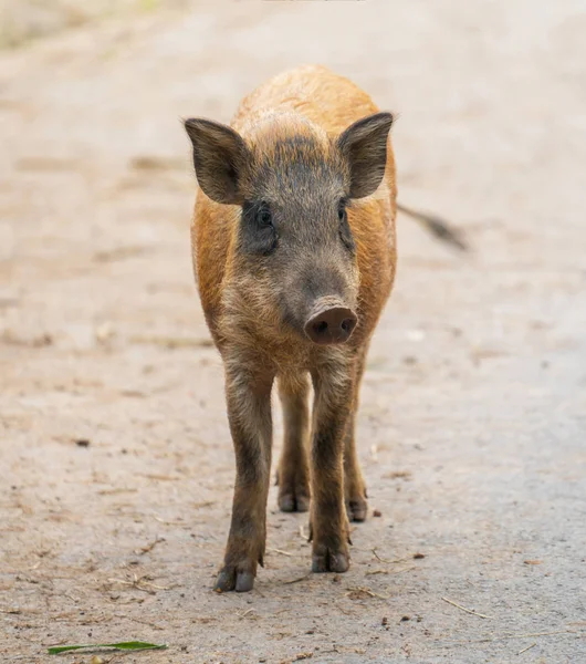 Aziatische Wilde Zwijnen Dierentuin — Stockfoto