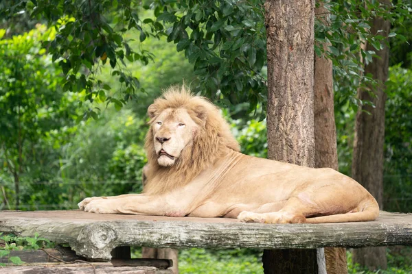 Leão Macho Deitado Sozinho Jardim Zoológico — Fotografia de Stock