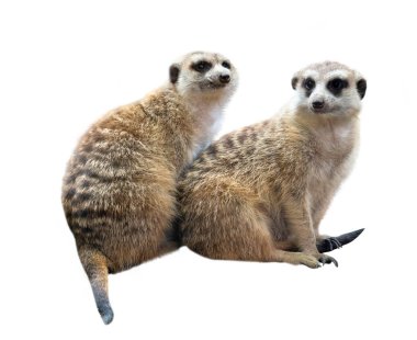meerkat (Suricata suricatta) beyaz arkaplanda izole edildi