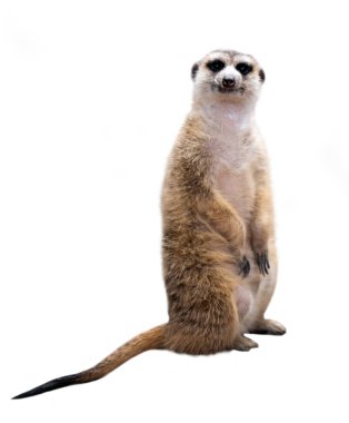 meerkat (Suricata suricatta) beyaz arkaplanda izole edildi