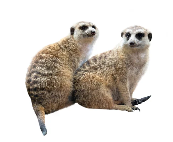 Meerkat Suricata Suricatta Απομονωμένο Λευκό Φόντο — Φωτογραφία Αρχείου