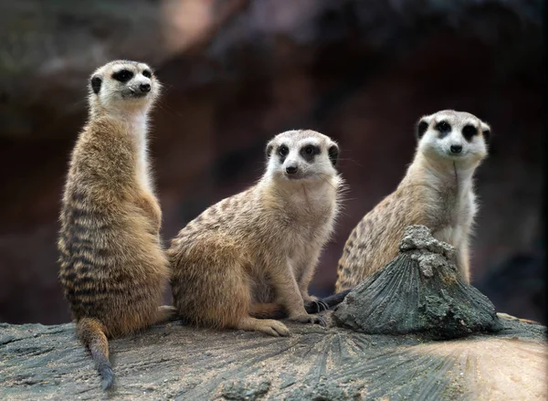 Trzy Meerkat Suricata Suricatta Siedzącego Skale — Zdjęcie stockowe