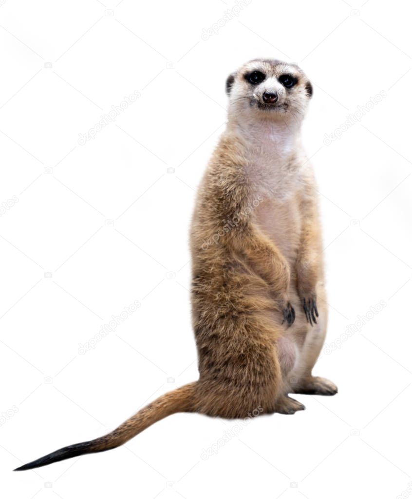 meerkat ( Suricata suricatta ) isolated on white background