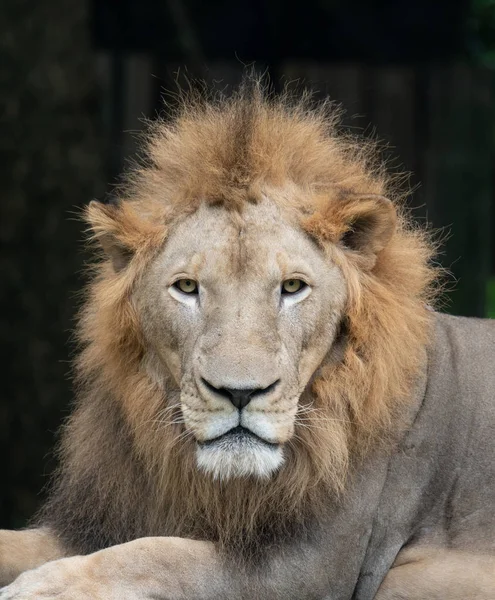 Männchen Löwenkopf Aus Nächster Nähe — Stockfoto