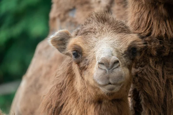 Jovem Camelo Bactriano Doméstico Camelus Bactrianus — Fotografia de Stock
