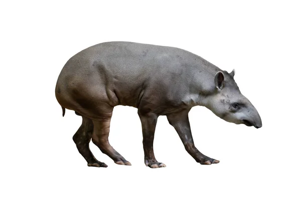 Brasilianischer Tapir Isoliert Auf Weißem Hintergrund — Stockfoto