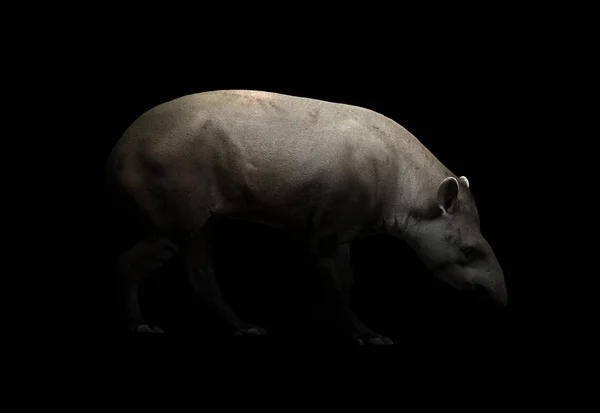 Tapir Brasileiro Caminhando Escuro — Fotografia de Stock