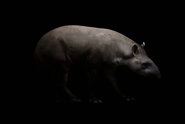 Бразильский Тапир Ходит Темноте — стоковое фото
