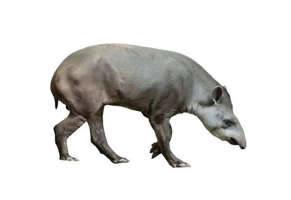 Tapir Brésilien Isolé Sur Fond Blanc — Photo