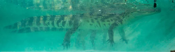 在水族馆水下的鳄鱼 — 图库照片