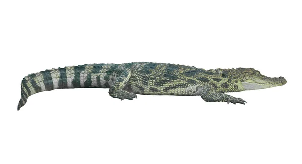 Crocodil Izolat Fundal Alb — Fotografie, imagine de stoc