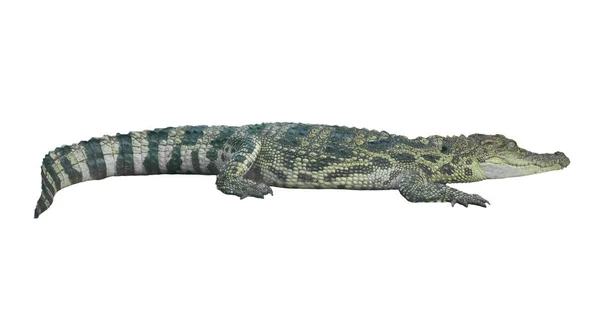 Crocodile Isole Sur Fond Blanc Image Libre De Droit Par Anankkml C