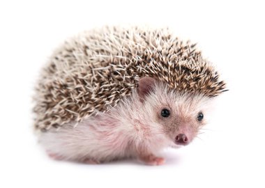 african pygmy hedgehog isolated on white background clipart