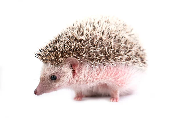 African Pygmy Hedgehog Isolated White Background — Stock Photo, Image