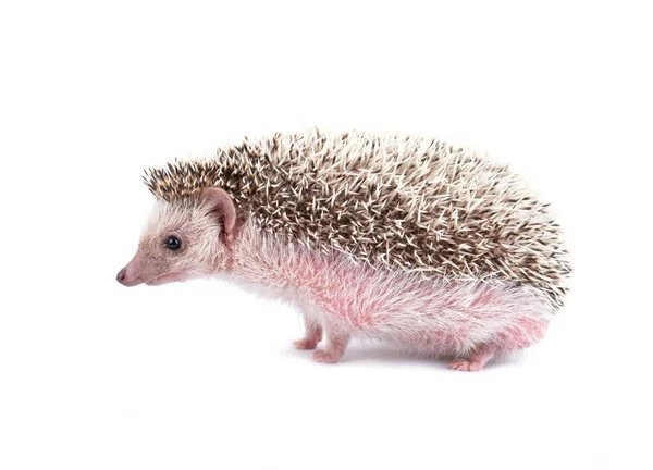 African Pygmy Hedgehog Isolated White Background — Stock Photo, Image