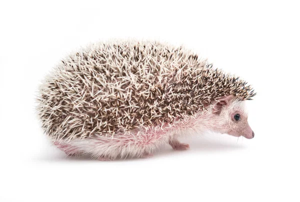 African Pygmy Hedgehog Isolated White Background — Stock Photo, Image