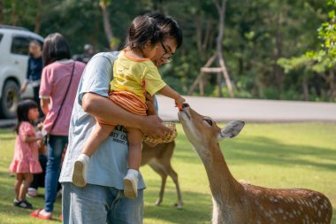 Chiang Mai, Tayland - 24 Kasım 2018: Chiang Mai gece safarisi: doğal yaşam alanı, bir Kuzey Tayland ana konumlar birçok yaban hayatı hayvanlarla zoo