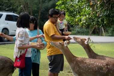 Chiang Mai, Tayland - 24 Kasım 2018: Chiang Mai gece safarisi: doğal yaşam alanı, bir Kuzey Tayland ana konumlar birçok yaban hayatı hayvanlarla zoo