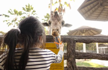 Chiang Mai, Tayland - 24 Kasım 2018: Chiang Mai gece safarisi: doğal yaşam alanı, bir Kuzey Tayland ana konumlar birçok yaban hayatı hayvanlarla zoo