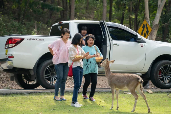 Chiang Mai Tailandia Noviembre 2018 Chiang Mai Night Safari Zoológico — Foto de Stock