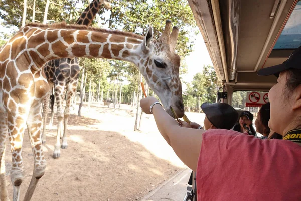 Chiang Mai Tailândia Novembro 2018 Chiang Mai Night Safari Zoológico — Fotografia de Stock