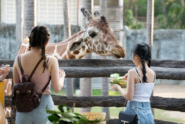 泰国清迈 2018年11月24日 清迈夜间野生动物园 自然栖息地有许多野生动物的动物园 泰国北部的主要景点之一 免版税图库图片