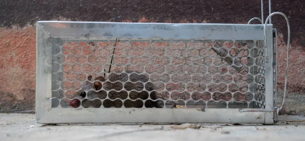 Fearful Mice Trapped Rat Cage — Stock Photo, Image