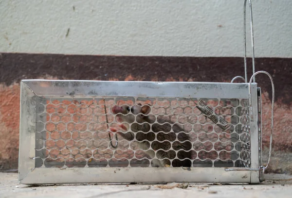 fearful mice trapped in a  rat cage