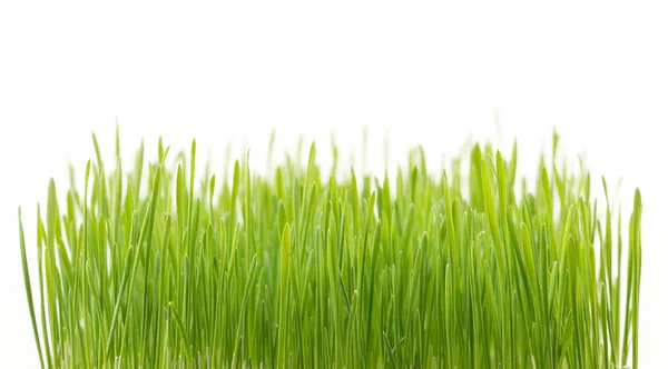 Färskt Grönt Vete Gräs Isolerad Vit Bakgrund — Stockfoto