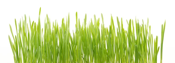 Beyaz Arka Planda Izole Edilmiş Taze Yeşil Buğday Çimi — Stok fotoğraf