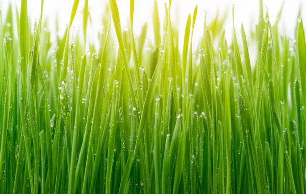 Färskt Grönt Vete Gräs Isolerad Vit Bakgrund — Stockfoto
