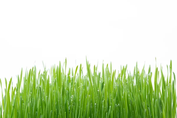 Fresh Green Wheat Grass Isolated White Background — Stock Photo, Image