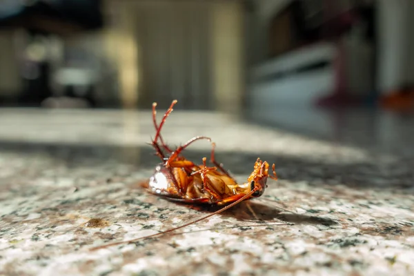 바닥에 죽은 바퀴벌레 — 스톡 사진