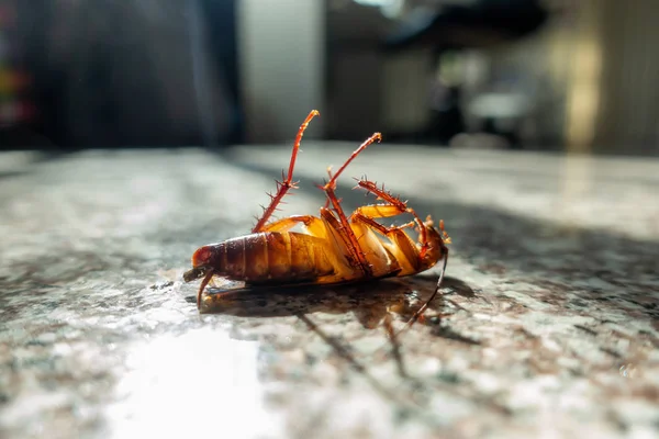 Мертвый таракан на полу — стоковое фото