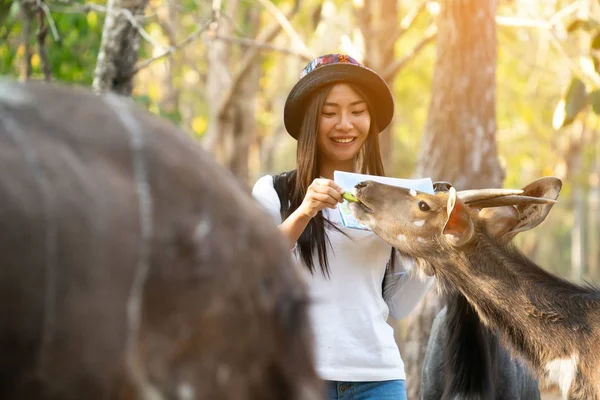 Donna che guarda e nutre animali nello zoo — Foto Stock