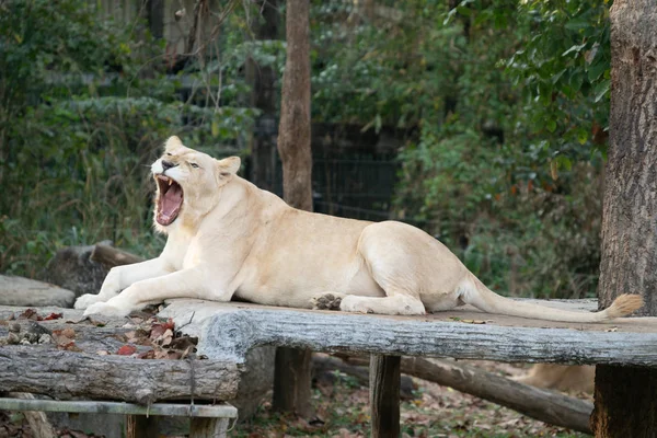 León blanco hembra bostezo — Foto de Stock