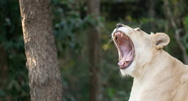 Kadın beyaz aslan esnemek — Stok fotoğraf