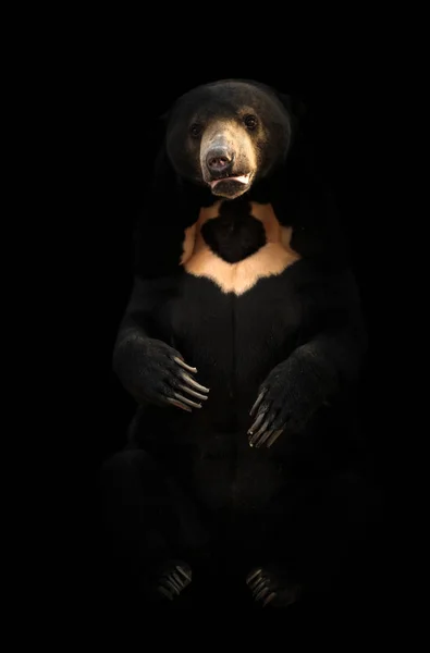 Urso de sol malaio em fundo escuro — Fotografia de Stock