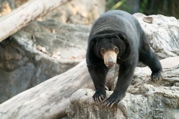 Oso solar malayo oso solar en zoológico — Foto de Stock