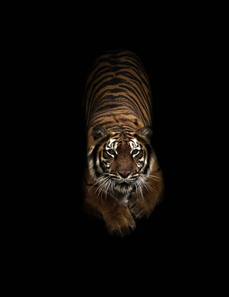 Tigre du Bengale dans le noir — Photo