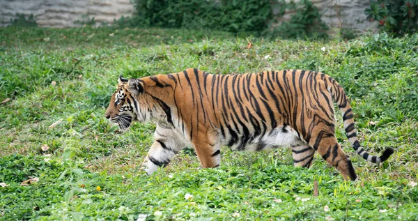 Tigre de bengala en el zoológico —  Fotos de Stock