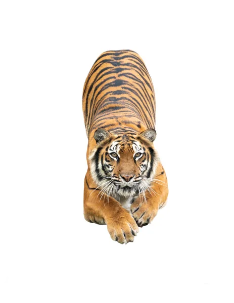 Tigre de bengala isolado — Fotografia de Stock