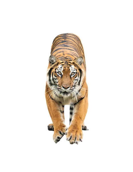 Tigre bengala isolata — Foto Stock