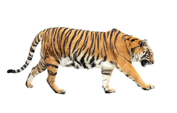 Bengaalse tijger geïsoleerd — Stockfoto