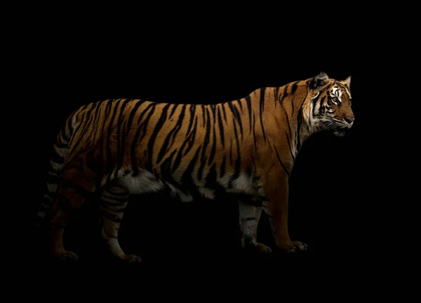 Bengaler Tiger im Dunkeln — Stockfoto
