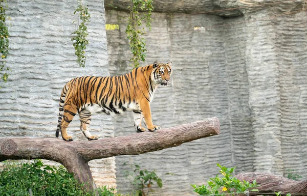 Bengal kaplanı hayvanat bahçesinde — Stok fotoğraf