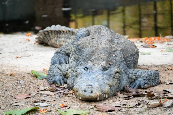 Крокодил у воды. — стоковое фото