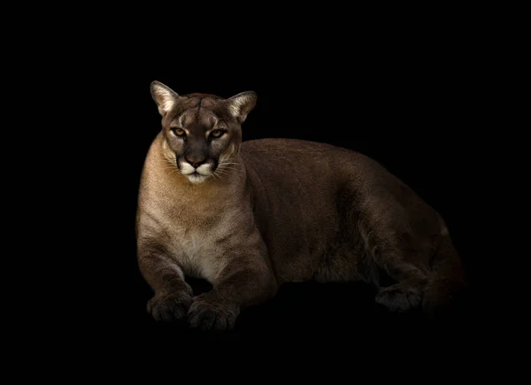 Puma em fundo escuro — Fotografia de Stock